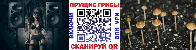 Купить  Могоча  Галлюциногенные грибы мицелий 